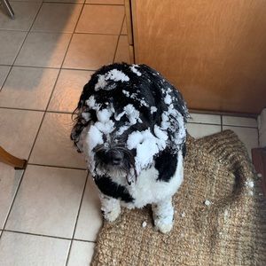 Meet your Posher, Nina